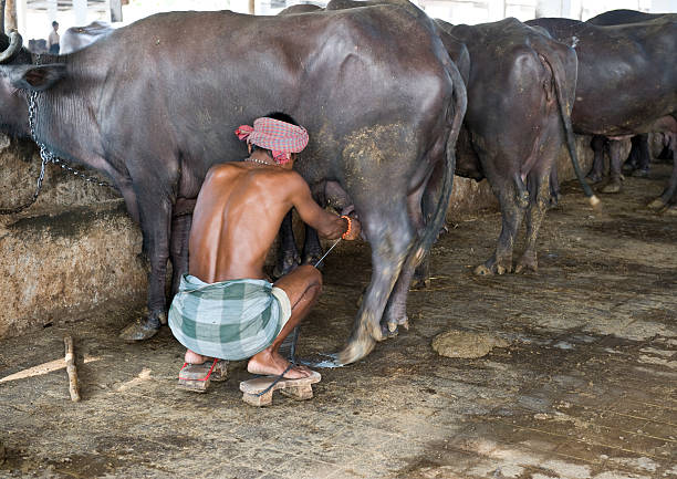 Yadav Ko Kabu Mein Kaise Karen
