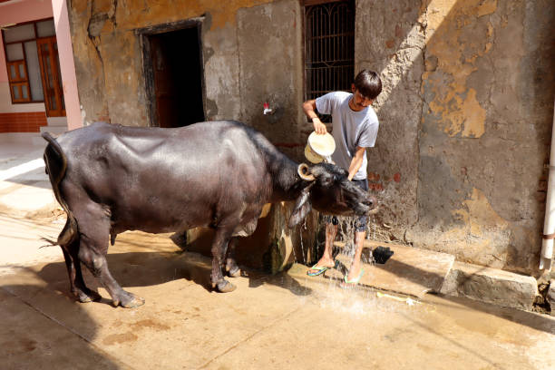 Yadav Ko Kabu Mein Kaise Karen