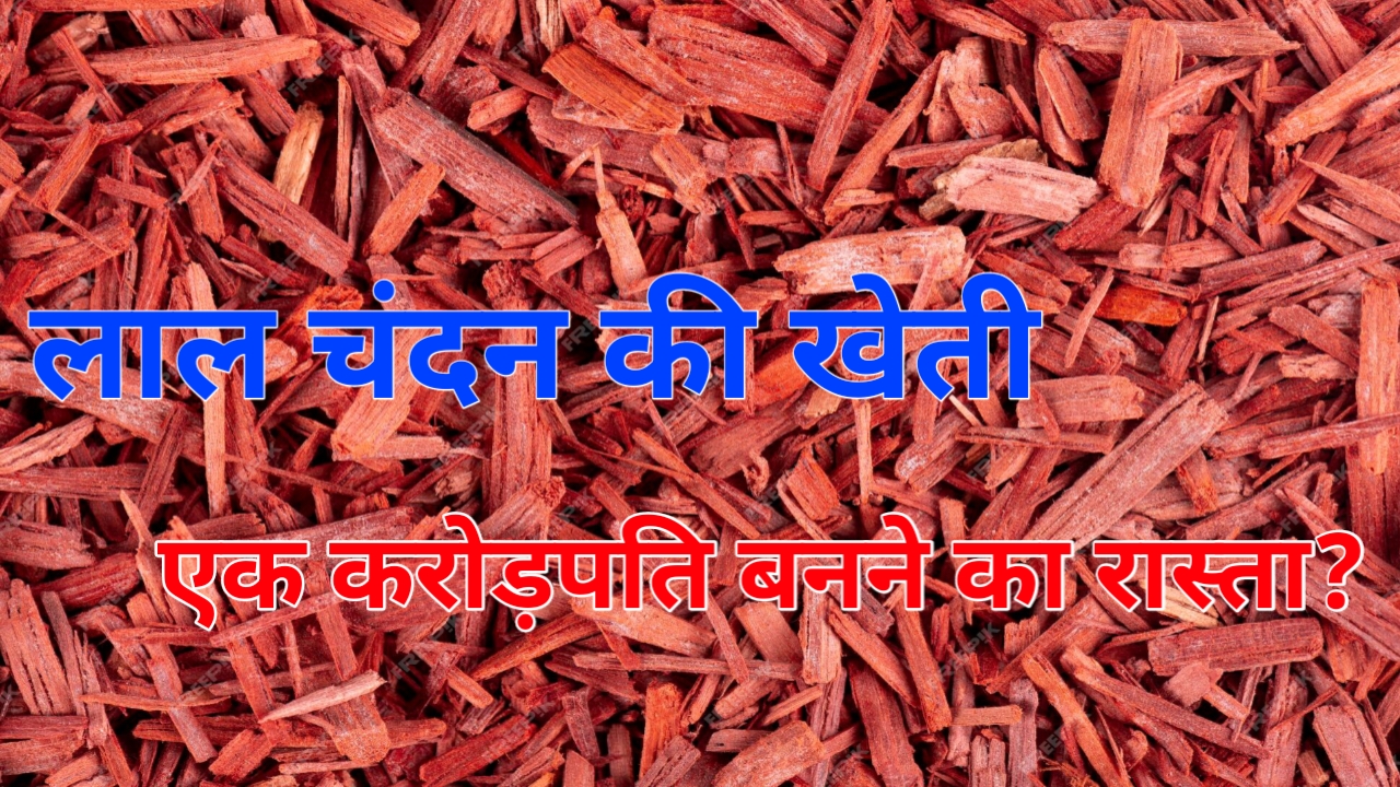 Lal Chandan Ki Kheti Kaise Karen